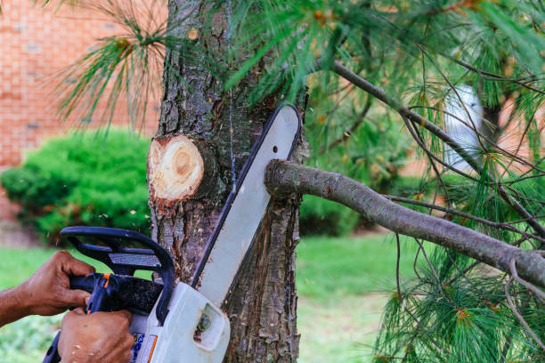 How Our Tree Care Process Works  in  Ramsey, NJ